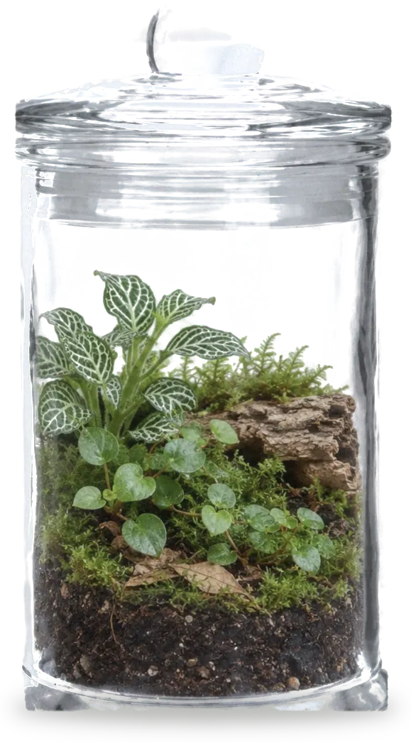 Classic Medium terrarium