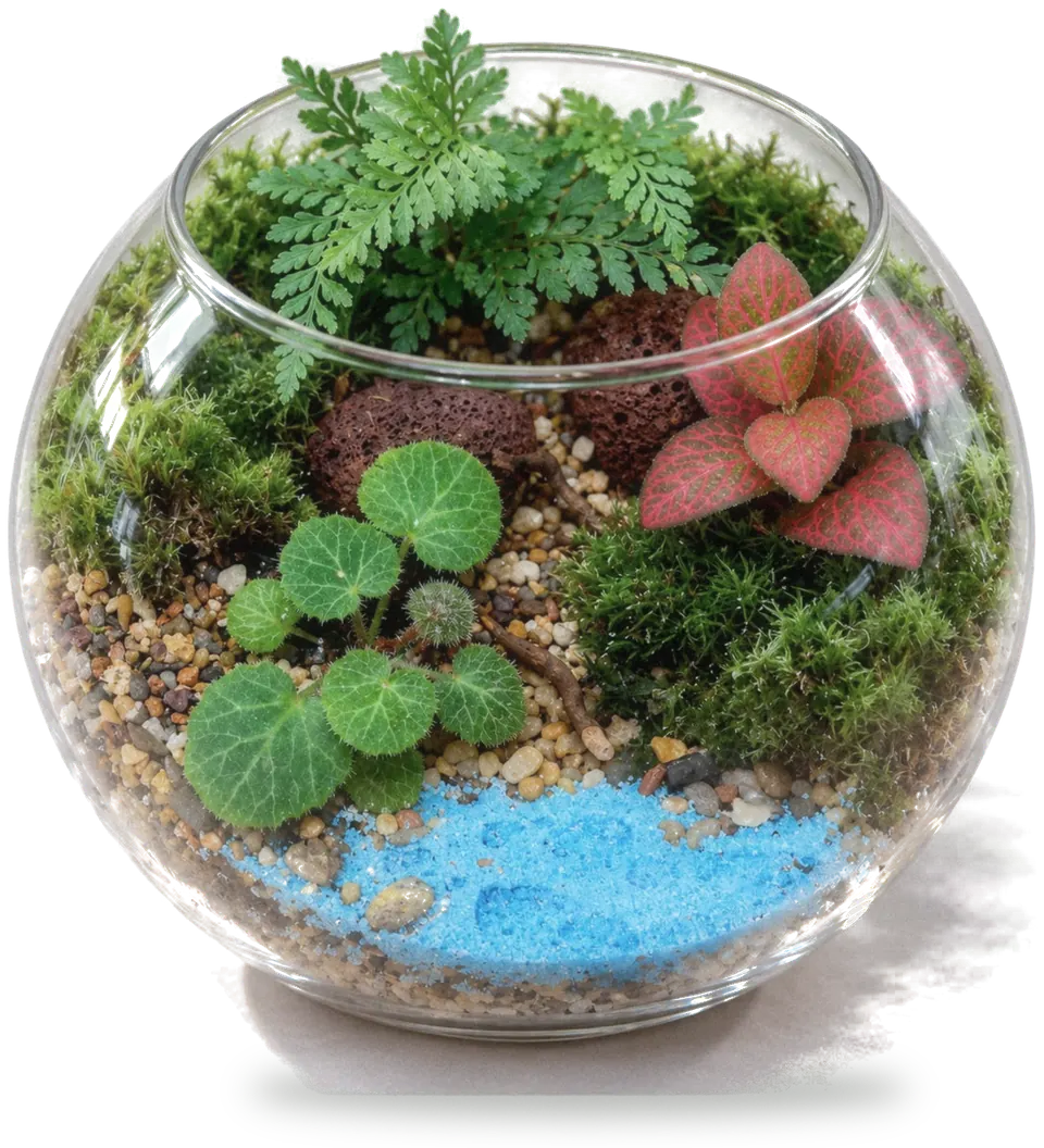 Bowl Orb terrarium