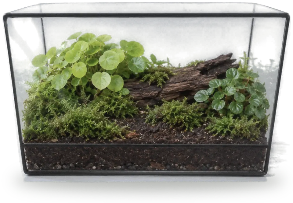 Rectangle terrarium