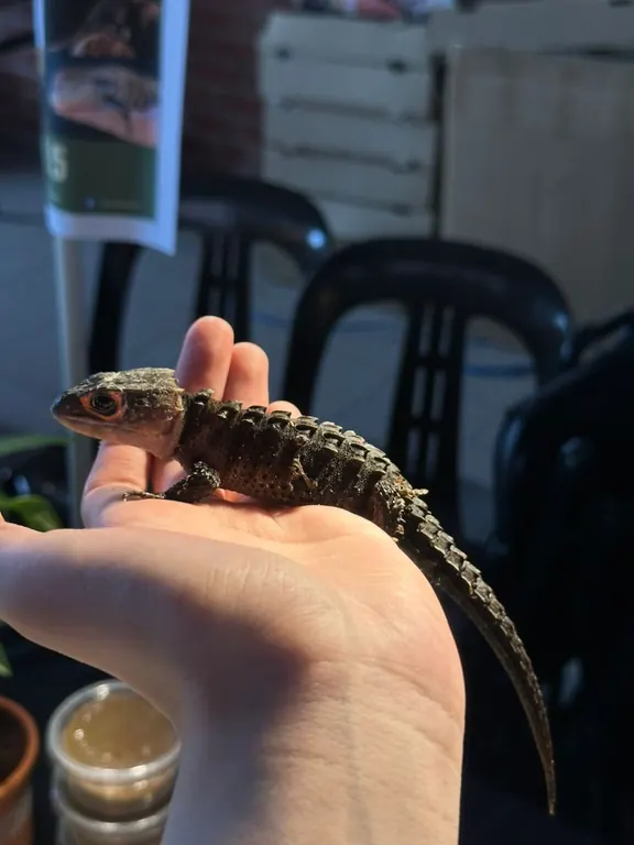 A small lizard resting on a hand
