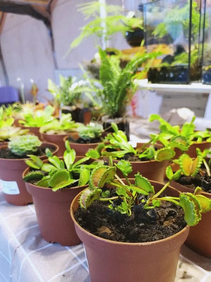 Potted pitcher plants