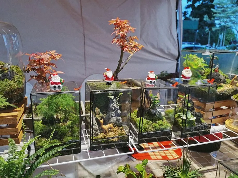 A Christmas display of terrariums