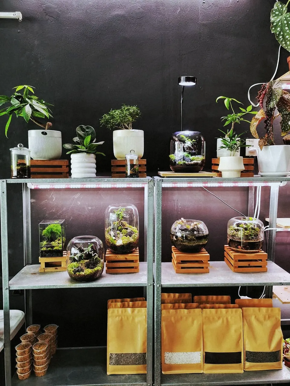 Terrariums on the display shelves at The LINC KL