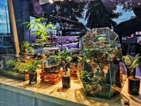 Terrariums on display at an evening event