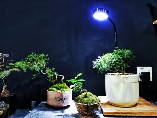 A small tree and plants under a lamp