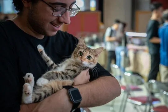 A kitten held close