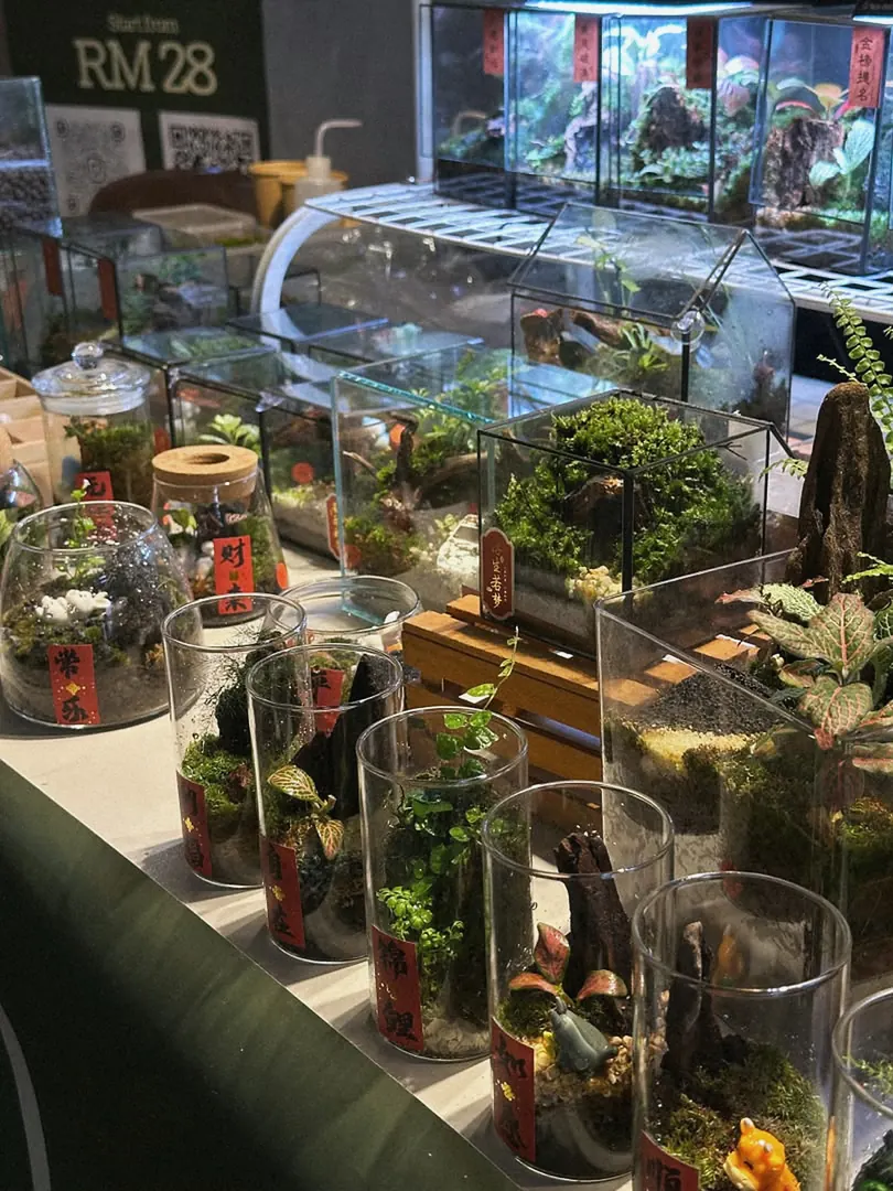 Shelves of finished terrariums at a market stall