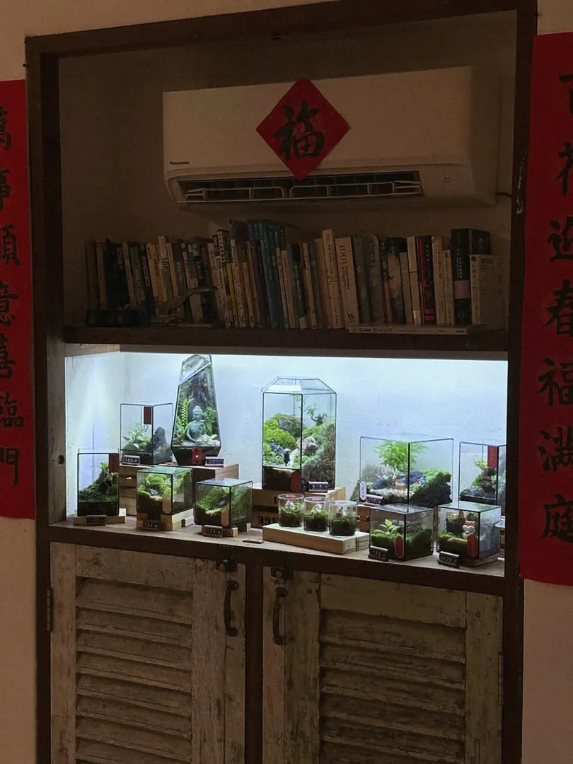 A cabinet of finished terrariums
