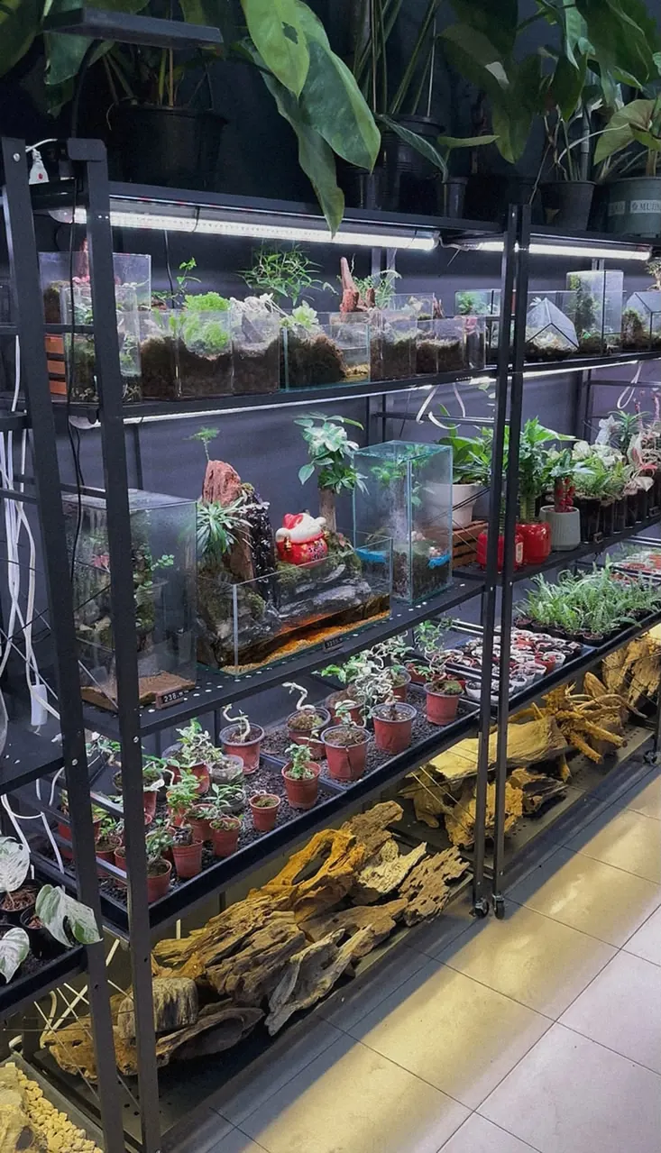 A rack of planted paludarium tanks