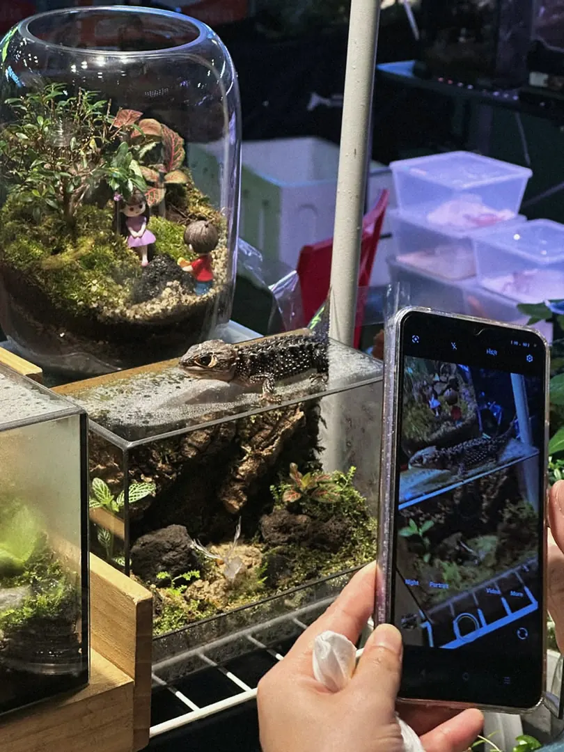 A tall jar terrarium being photographed on a phone