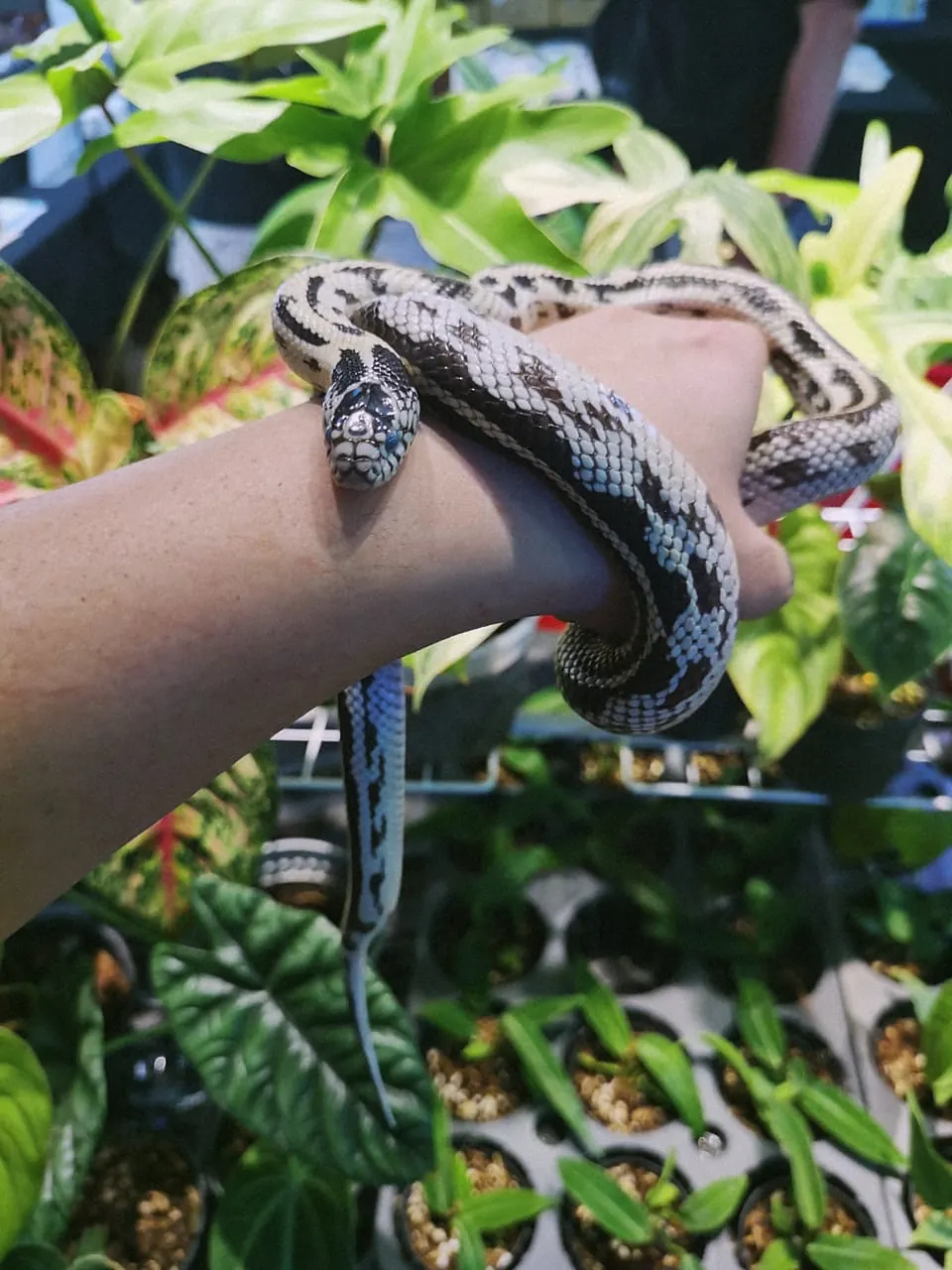 A snake among the leaves of a planted enclosure