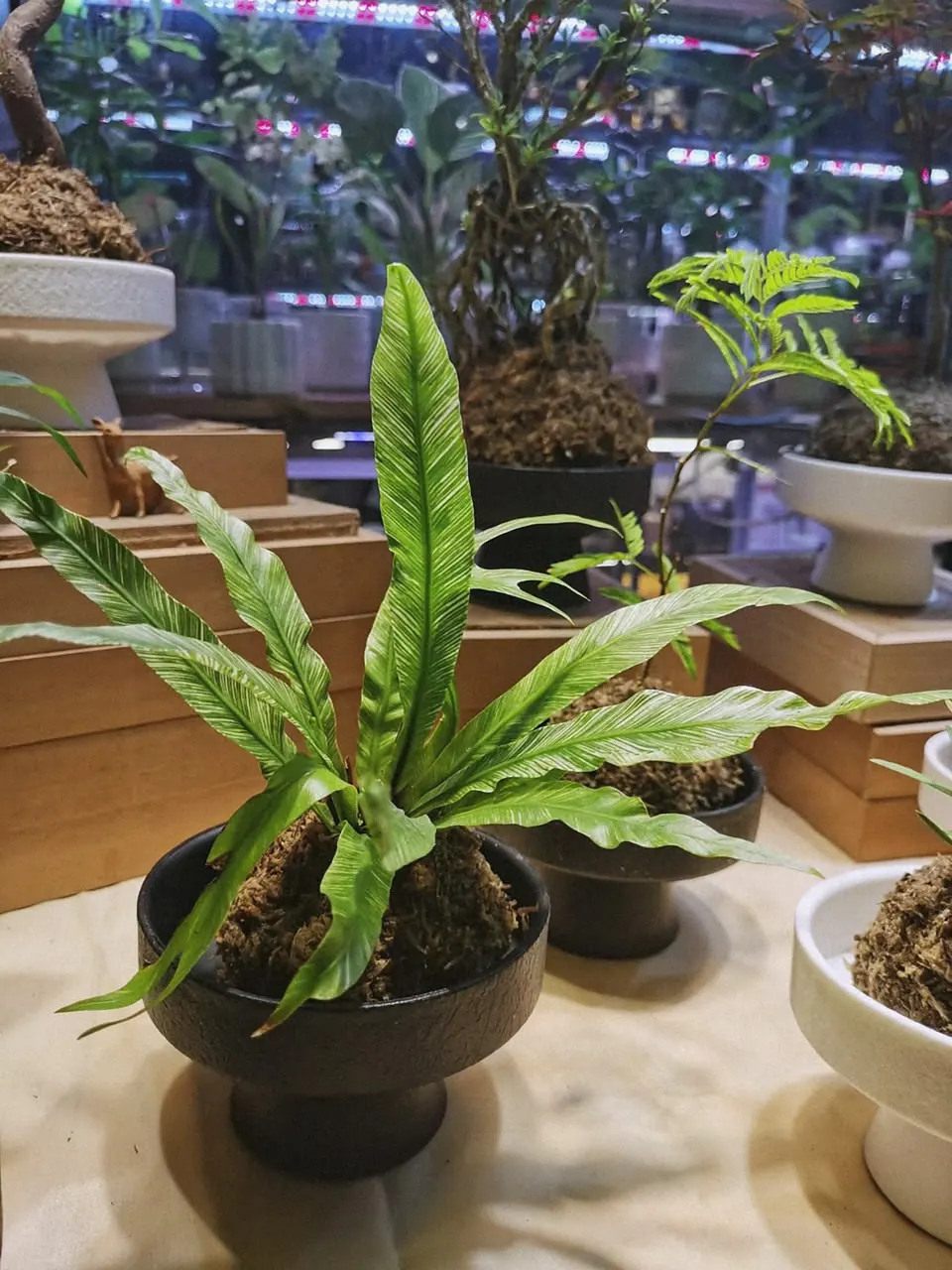 A bird's nest fern in a pot