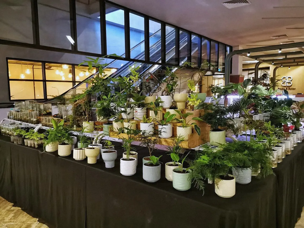 Potted plants laid out at a plant market