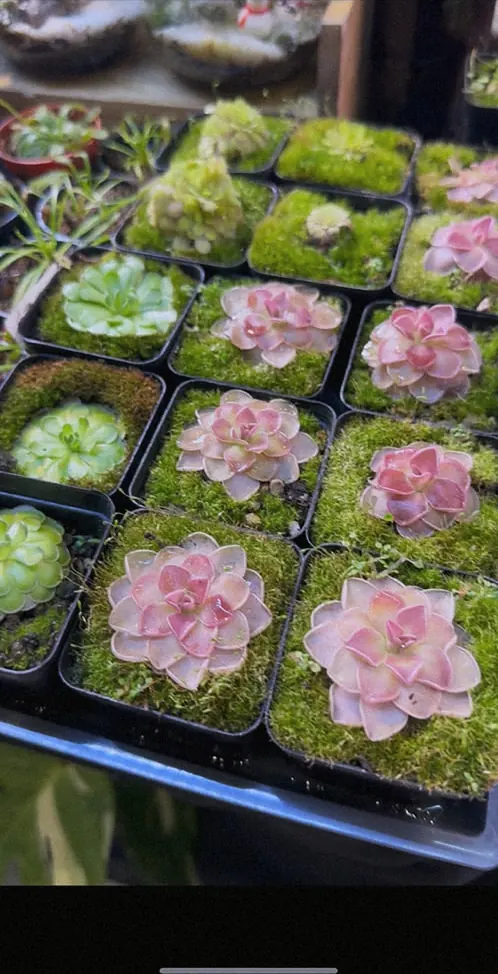 A tray of small pink and green plants