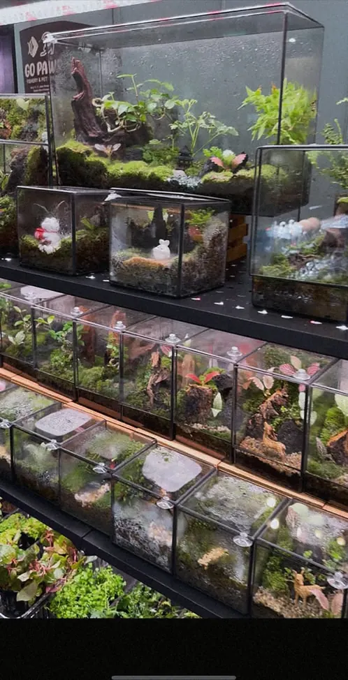 A tall rack of planted tanks