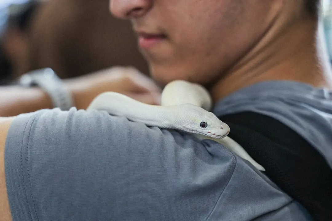 A white snake resting on a visitor's hand