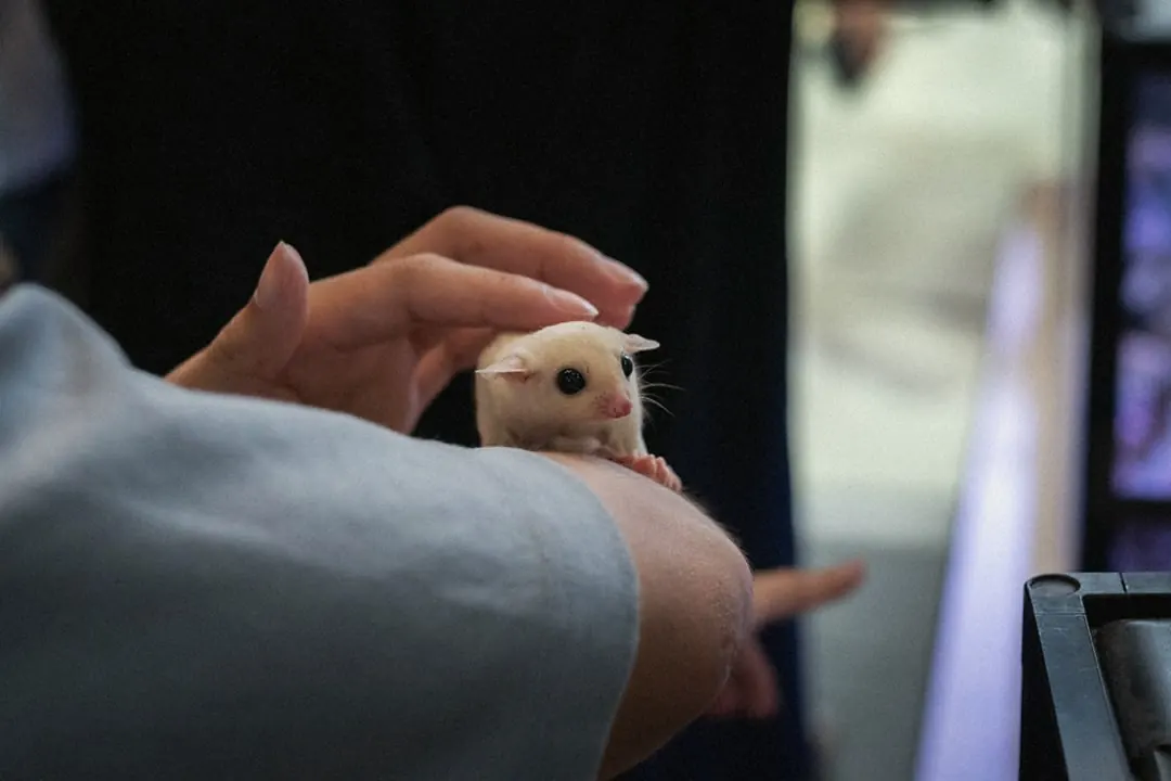 A sugar glider resting in a cupped hand
